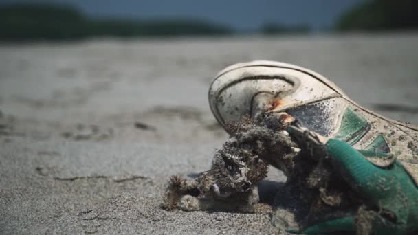Sand Beach Abandoned Shoe — Stock Video
