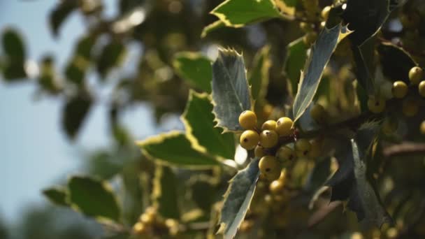 Some Berries Yellow Common Holly Ilex Aquifolium Sunny Day Blue — 비디오