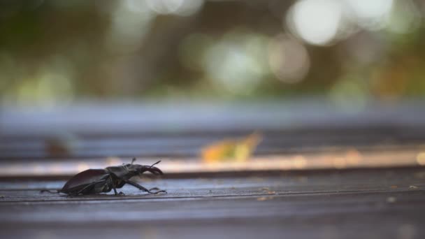 在模糊的背景上有一只非常大的鹿甲虫 — 图库视频影像