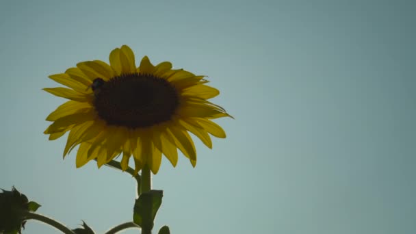Bumblebee Big Sunflower Sunny Sky Background — Stock Video