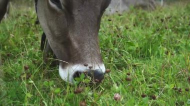 Kahverengi yüzün ağır çekimde bir inek bir dağ tarlasında ot yiyor.