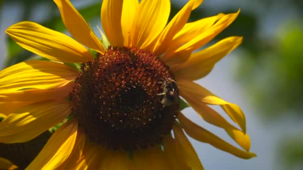 在阳光灿烂的日子里 一只盛满花蜜的大黄蜂在向日葵上飞走了 — 图库视频影像