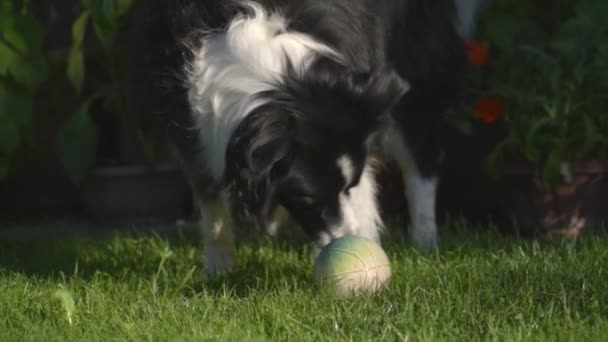Пограничная Колли Собака Играет Старым Мячом Траве Закате Замедленной Съемке — стоковое видео