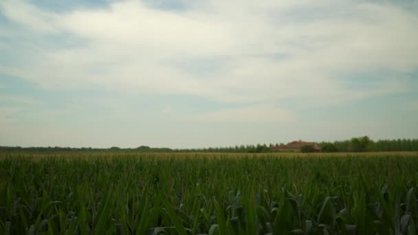 夏天在多云的天空下 一片绿色的玉米地和一个古老的砖头农场 — 图库视频影像