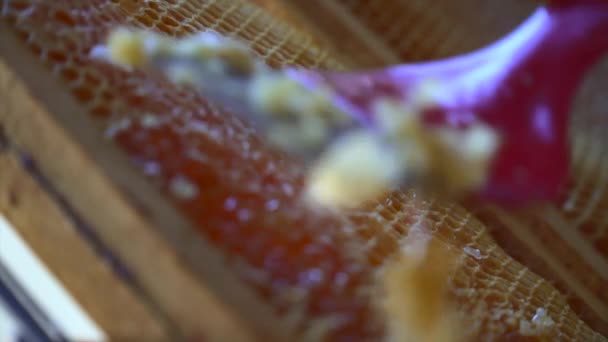 从蜂房收集蜡和慢动作蜂蜜的人的特写镜头 — 图库视频影像