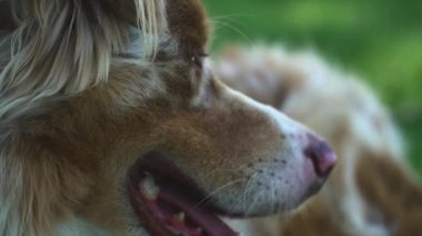 Güneşli bir günün gölgesinde yavaş çekimde soluyan mutlu bir köpeğin aşırı yakın çekimi.