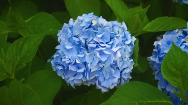 Modrý Hortenzie Nebo Květina List Pozadí — Stock video