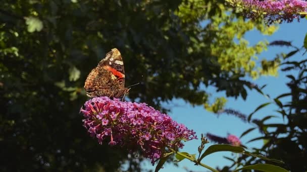 Enorme Farfalla Che Mangia Succhia Nettare Grande Fiore Rosa — Video Stock