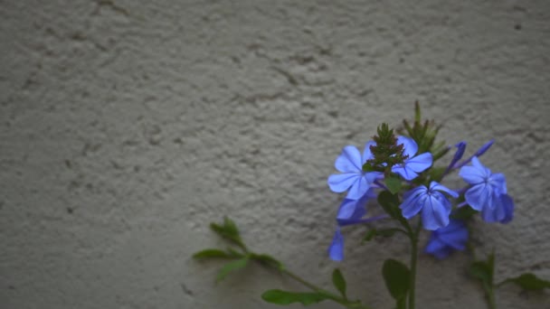 Close Some Little Blue Flowers Plumbago Auriculata Cape Leadwort Wall — Stock Video