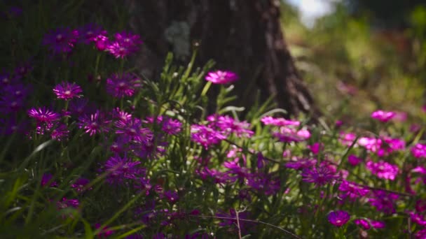 Einige Lila Blüten Italienischer Aster Oder Aster Amellus Frühen Morgen — Stockvideo