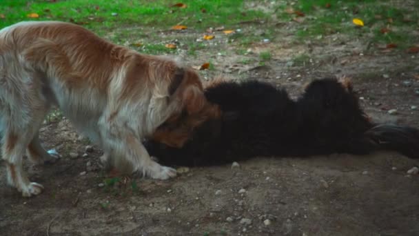 Deux Chiens Récupérateurs Jouant Ralenti Dans Jardin — Video