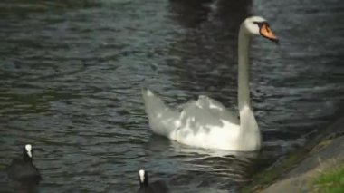 Amsterdam 'da bir kanalda su yosunu yiyen bir kuğu.