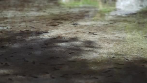 高山上有柏树的湖泊 — 图库视频影像