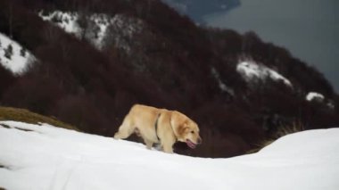 Bir dağın tepesinde karda yürüyen bir köpek ve arka planda bir göl.