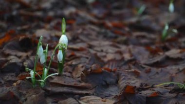 Sonbaharda kırmızı yapraklarla kaplı topraktan yetişen çok küçük çiçeklerin makro çekimi. 