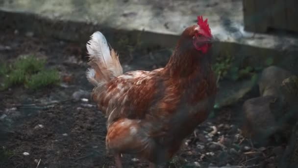 Beautiful Chicken Walking Slowly Hen House — Wideo stockowe