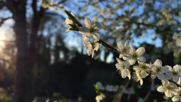 Macro Algunas Flores Blancas Una Soleada Mañana Primavera — Vídeos de Stock