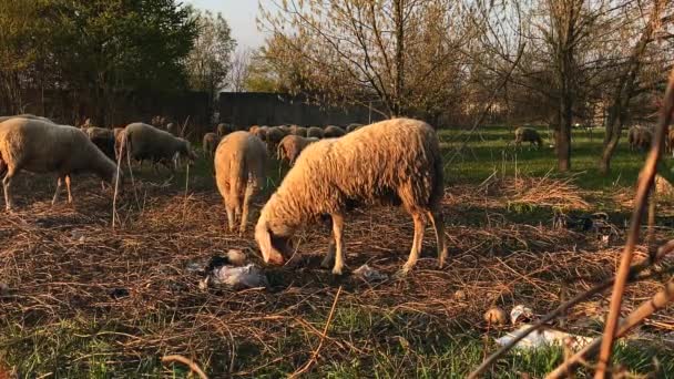 Sheep Eating Abandoned Industrial Plant Trash — Stockvideo