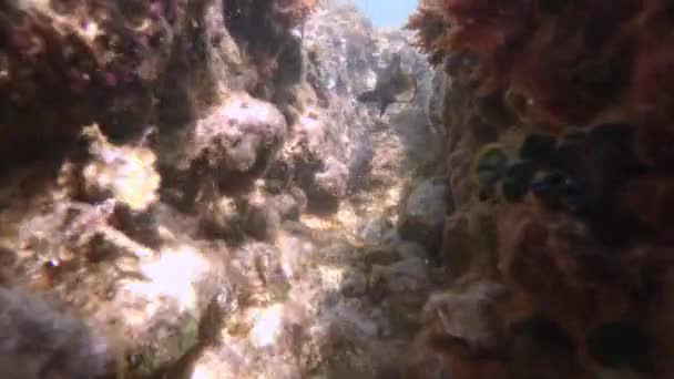 Pesce Che Nuota Nella Barriera Corallina Costiera Acque Cristalline — Video Stock