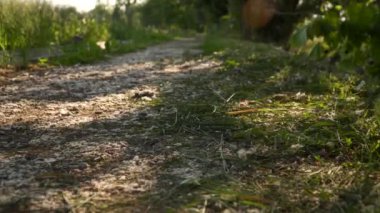 Baharda günbatımında eski bir patika Ağaçların arasında