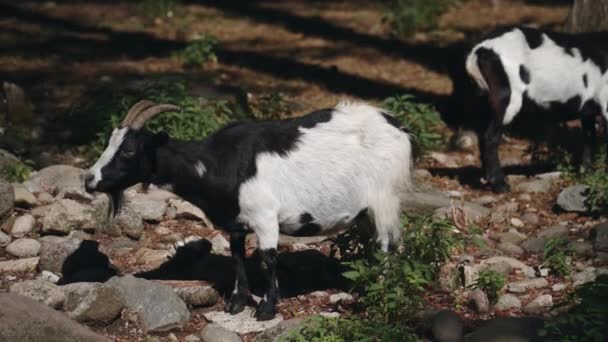 Portrét Černobílé Kozy Jíst Zdarma Lese — Stock video