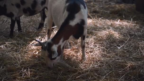 Dvě Kozy Jedí Slámu Farmě — Stock video