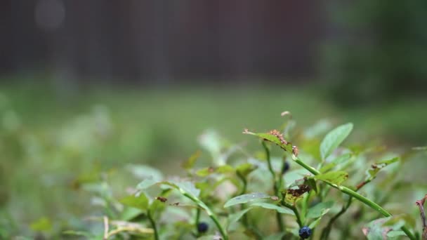 Bruco Piccolissimo Che Mangia Una Foglia Nel Sottobosco — Video Stock