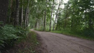 huş ağacı ve eğreltiotu ormanında bir toprak yol.