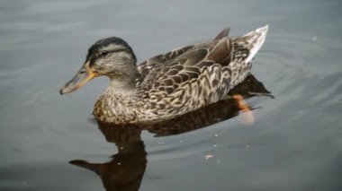 Bir ördek gölde sakince yüzüyor ve izliyor. 