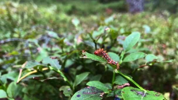 Macro Reds Caterpillar Eating Green Leaf Stock Video