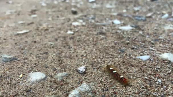 Extreme Close Very Little Brow Caterpillar Walking Slowly Sand Video Clip