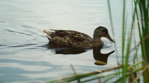 Close Duck Swimming Out Grass Lake Royalty Free Stock Video