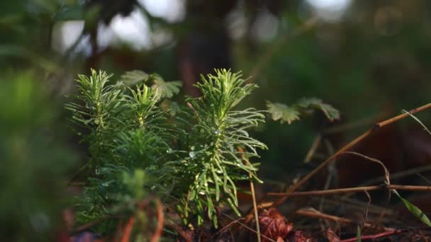 Makro Några Små Tallar Marken Med Droppar Morgondagg Undervegetationen Frisk — Stockvideo