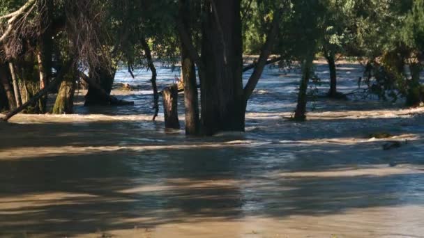 Troncos Algumas Árvores Que Saem Uma Grande Inundação — Vídeo de Stock
