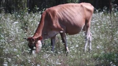 Güneşli güzel bir günde kahverengi bir inek çayırda yabani otları yiyor. 