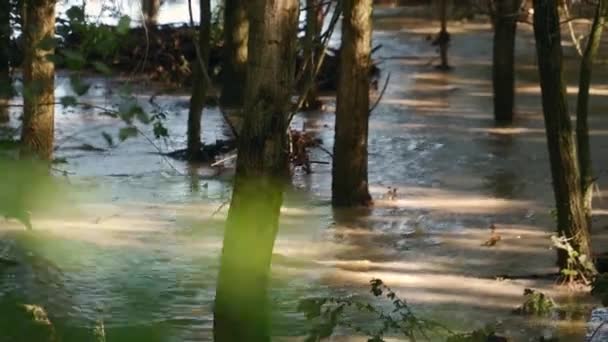 Flood Lot Brown Water Flows Trough Trees Stock Footage