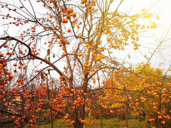 Persimmon Arbre Avec Des Feuilles Tombées Avec Beaucoup Persimmons Automne — Photo