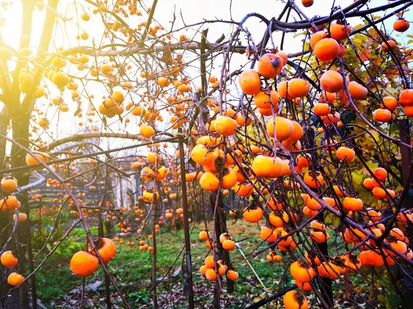 Persimmon Baum Mit Abgefallenen Blättern Mit Vielen Persimmons Herbst — Stockfoto