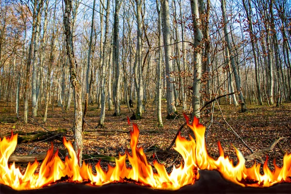 Палаюче Полум Тлі Гір Зеленого Лісу Концепція Лісової Пожежної Безпеки — стокове фото