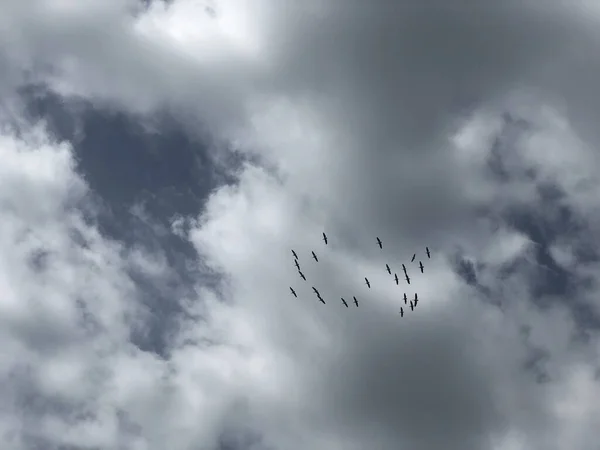 Стадо Пеликанов Небе — стоковое фото