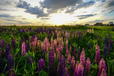 Günbatımında pembe lupinler