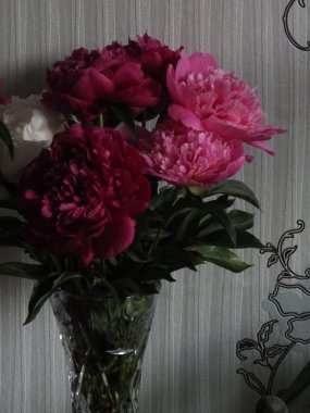 Bir vazo dolusu pembe, kırmızı ve beyaz şakayık..