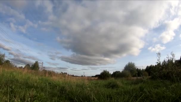 Latający Dronie Fpv Koniem Dziewczyna Koniu Zielonym Polu Tle Lasu — Wideo stockowe