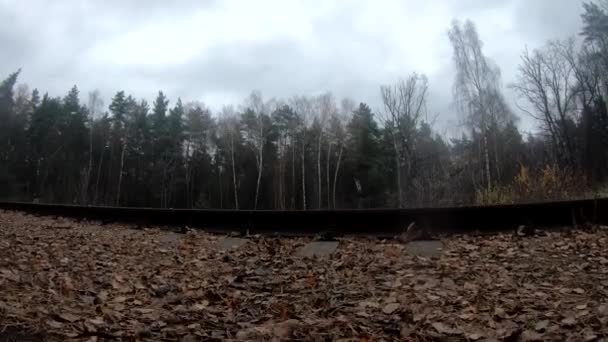 Ormanda bir FPV insansız hava aracıyla uçmak. Demiryolu, orman sonbaharı, ufuk.