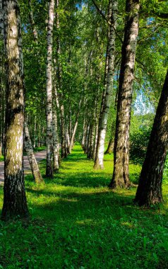 Tula parkındaki yeşil sokak, güzel beyaz huş ağaçları üst üste