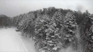 Buzlu bir gölün yakınındaki karlı bir ormanda FPV drone uçuşu, beyaz çam ağaçları, güzel manzaralar, sert soğuk kış, kuadkopter