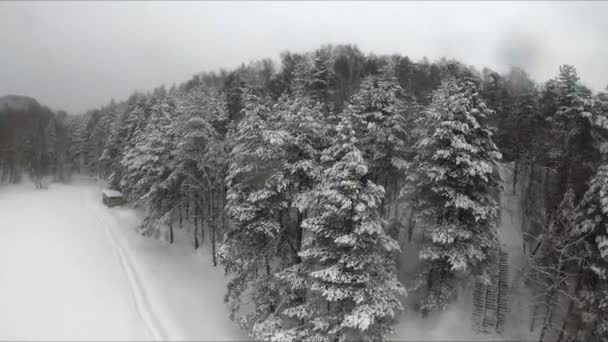 Fpv Drone Πτήση Ένα Χιονισμένο Δάσος Κοντά Μια Παγωμένη Λίμνη — Αρχείο Βίντεο