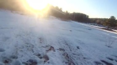 fpv insansız hava aracı kış ormanlarında gün batımında, yeşil köknar ağaçları, beyaz kar