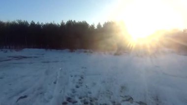 fpv insansız hava aracı kış ormanlarında gün batımında, yeşil köknar ağaçları, beyaz kar