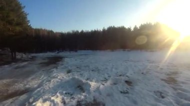 fpv insansız hava aracı kış ormanlarında gün batımında, yeşil köknar ağaçları, beyaz kar